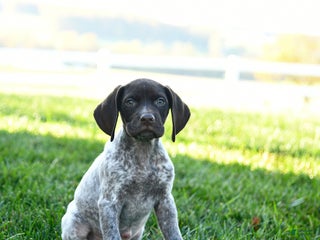 German Shorthaired Pointer dogs - Ad 4