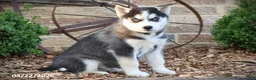 Siberian Husky dogs for sale: Nevin - Ad 1