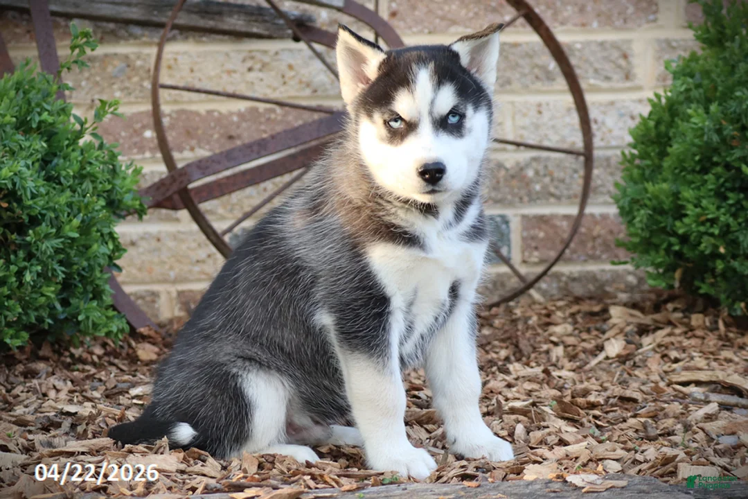 Siberian Husky dogs for sale: Nevin - Ad 1