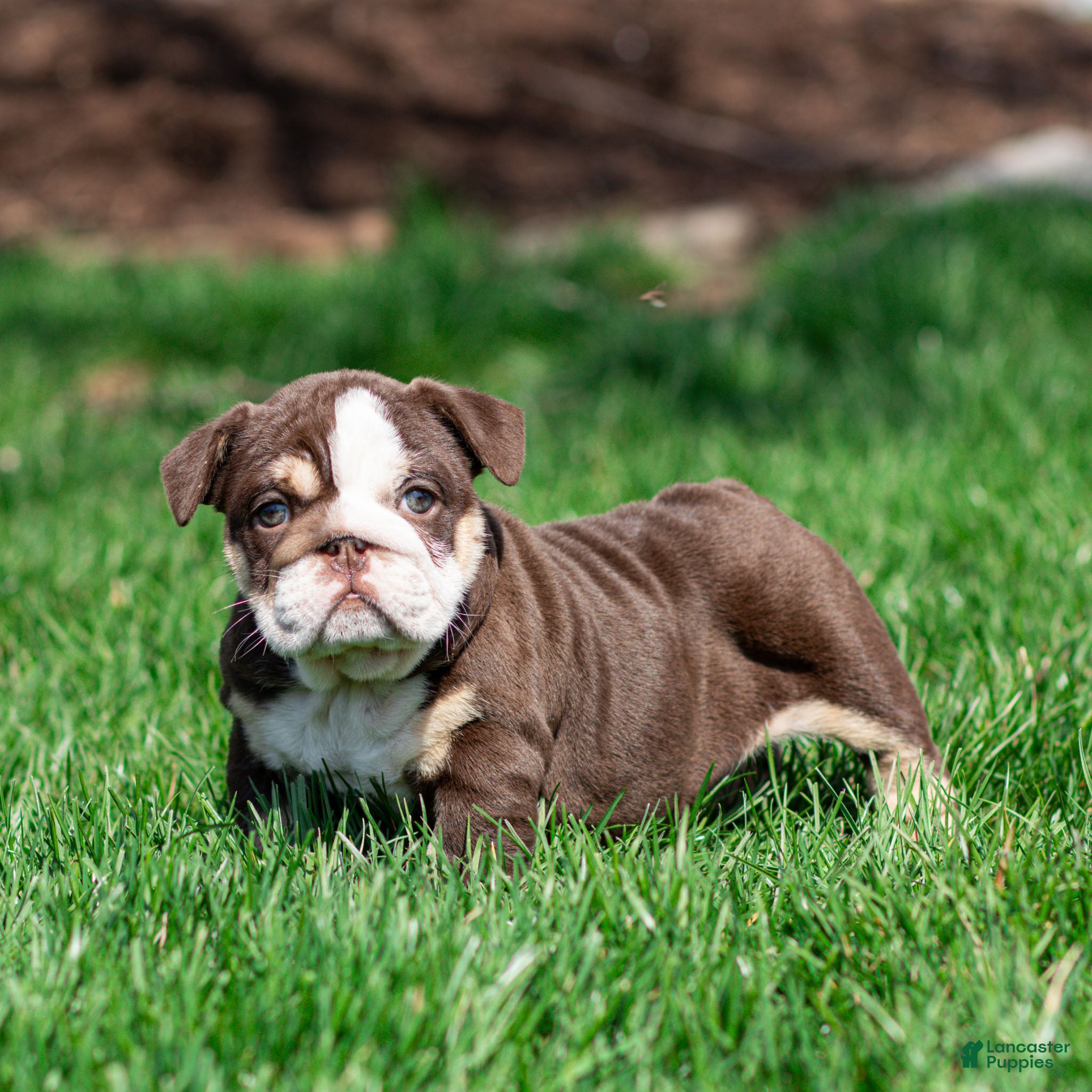 English Bulldog dogs Cocoa Tide English Bulldog Puppy  - Ad 1