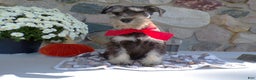 Miniature Schnauzer dogs for sale: Miniature Schnauzer Puppy 6 Cliff - Ad 3