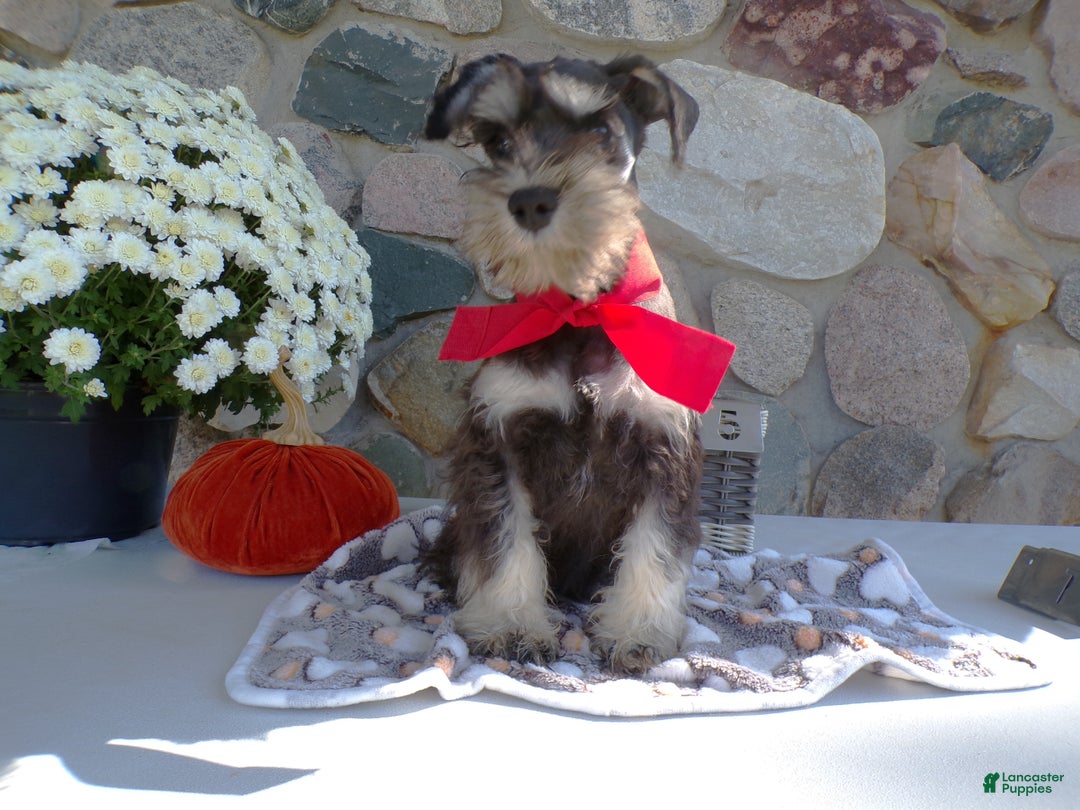 Miniature Schnauzer dogs for sale: Miniature Schnauzer Puppy 6 Cliff - Ad 3