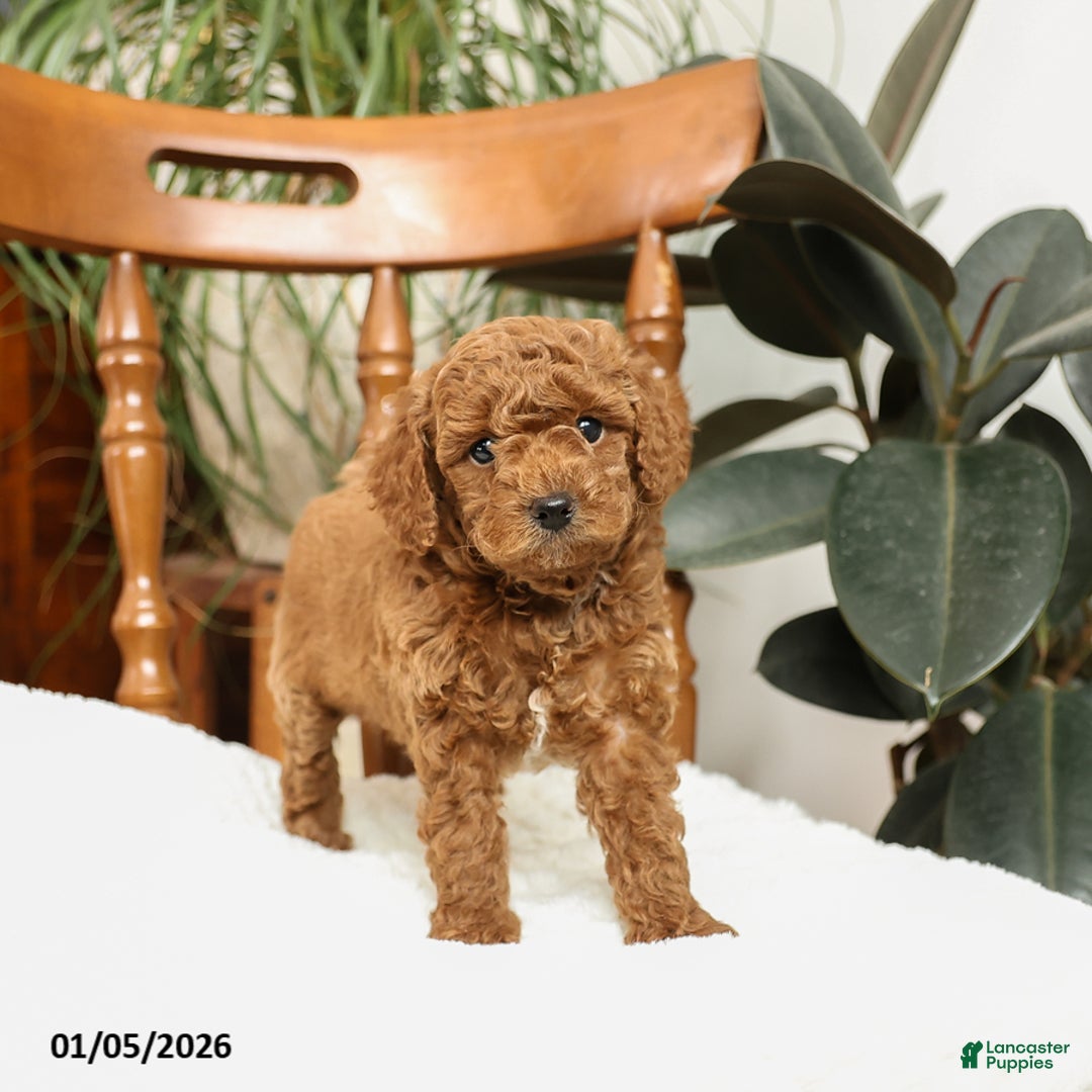 Mini Goldendoodle dogs for sale: Bruce - Ad 3