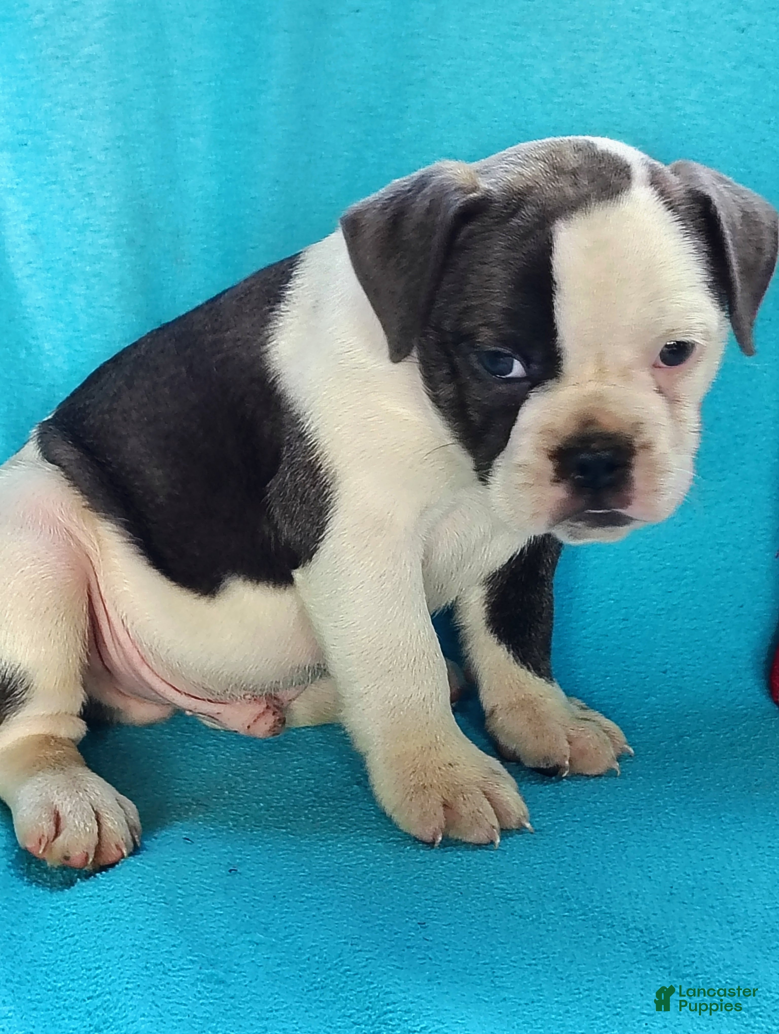 Olde English Bulldogge dogs Sport - Ad 35