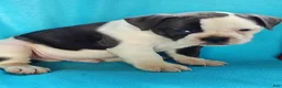 Olde English Bulldogge dogs for sale: Sport - Ad 1