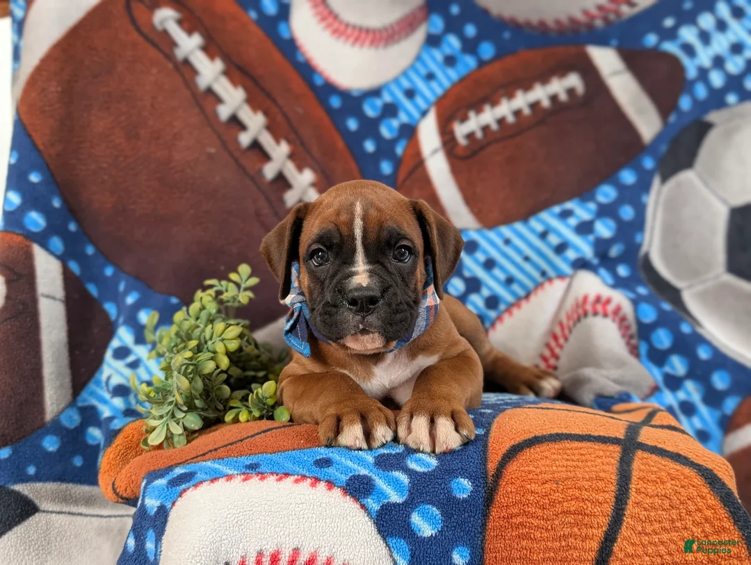 Boxer dogs for sale: Ozzie - Ad 6