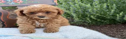 Toy Poodle dogs for sale: Blaze - Ad 13