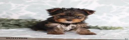 Yorkshire Terrier dogs for sale: Mia - Ad 3