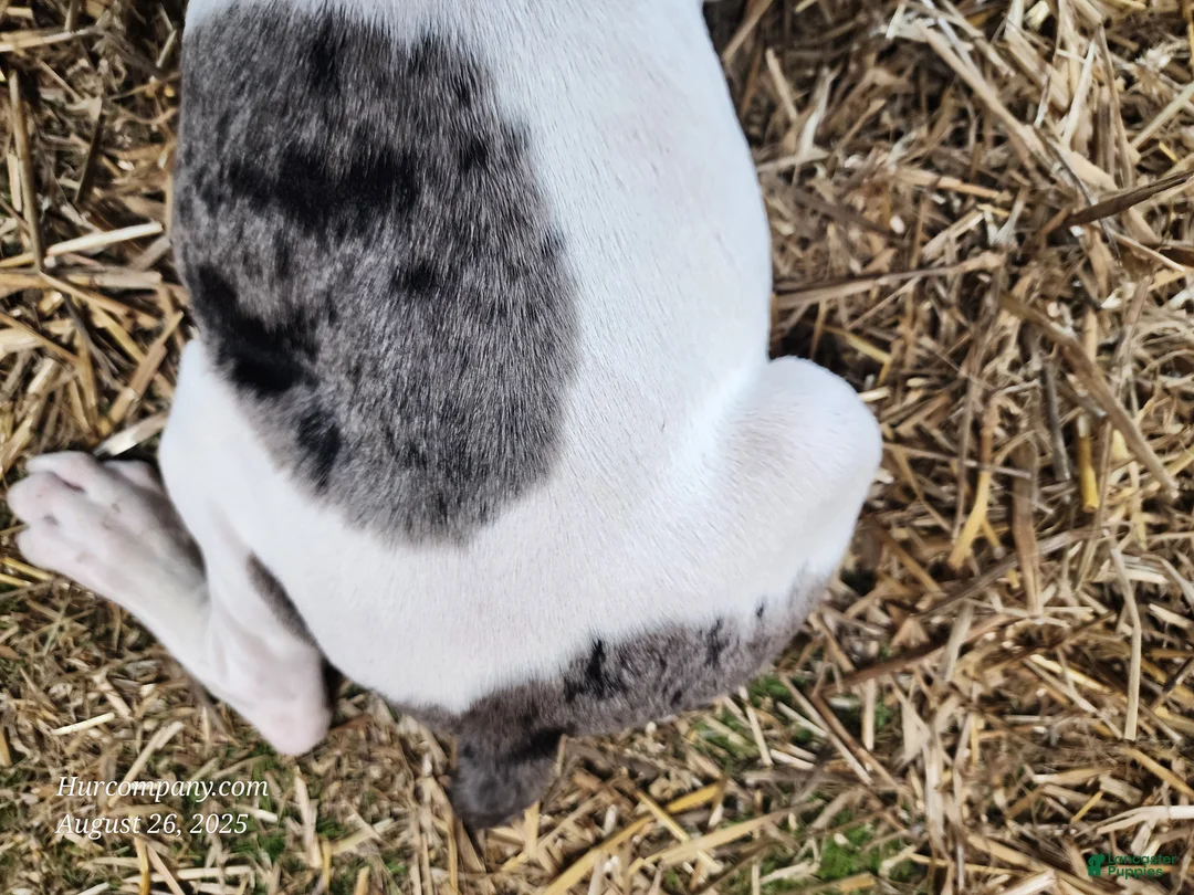 Catahoula Leopard Dog dogs for sale: Angel 2025 Female 1 - Ad 19