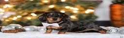 Miniature Dachshund dogs for sale: Macy - Ad 2