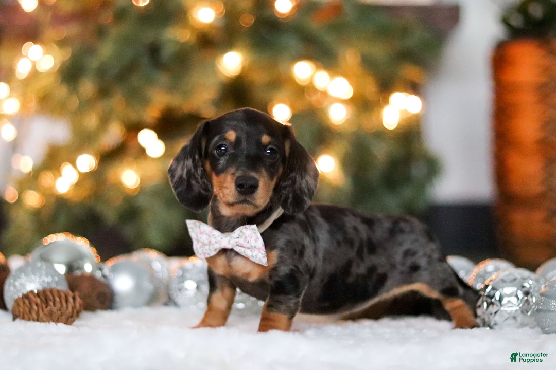 Miniature Dachshund dogs for sale: Macy - Ad 2