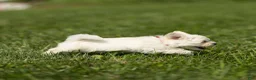 Maltese dogs for sale: Thomas Maltese Puppy - Ad 3