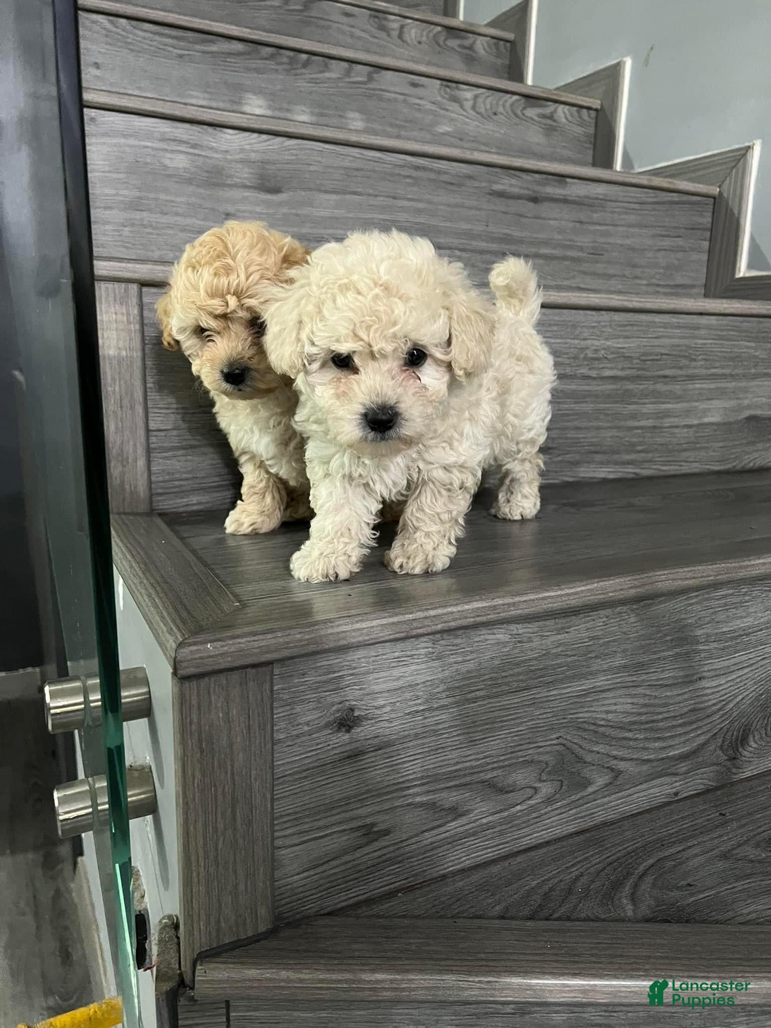Toy Poodle dogs Toy Poodle Puppy 3 - Ad 1