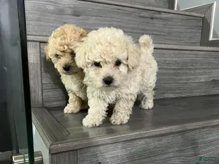 Toy Poodle dogs for sale: Toy Poodle Puppy 3 - Ad 3