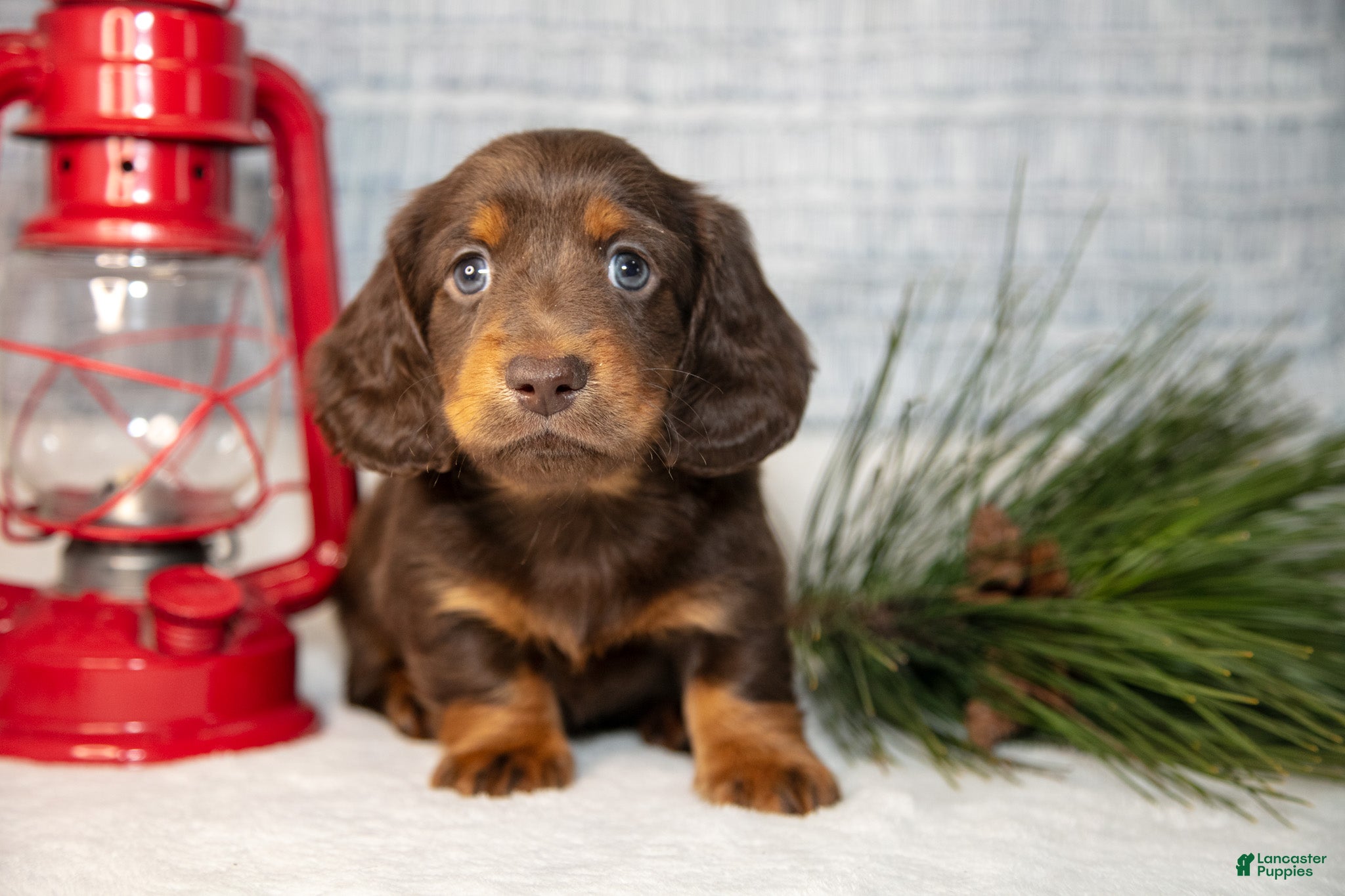 Miniature Dachshund dogs Stubby - Ad 18