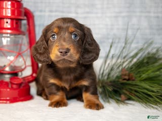 Miniature Dachshund dogs Stubby - Ad 18