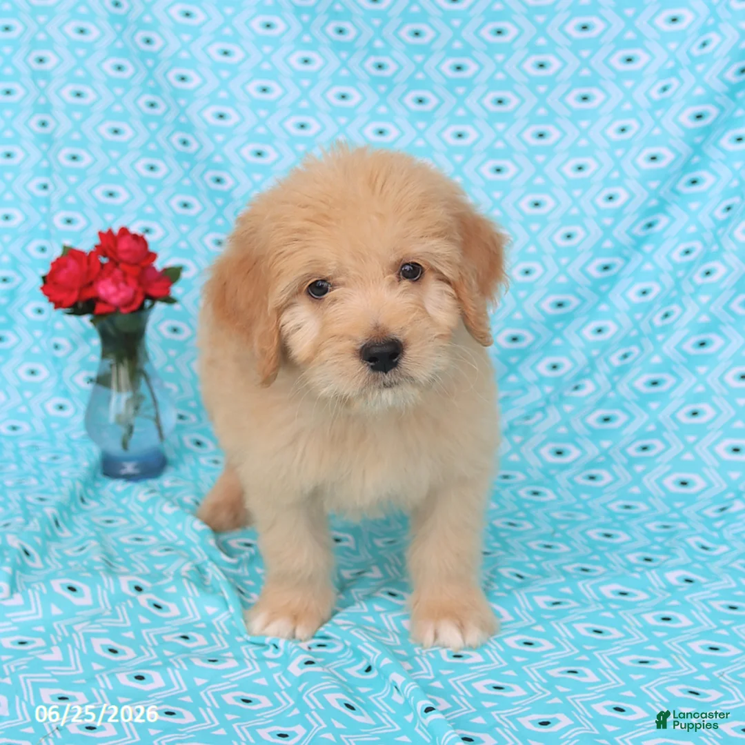 Goldendoodle dogs for sale: Tommy - Ad 5