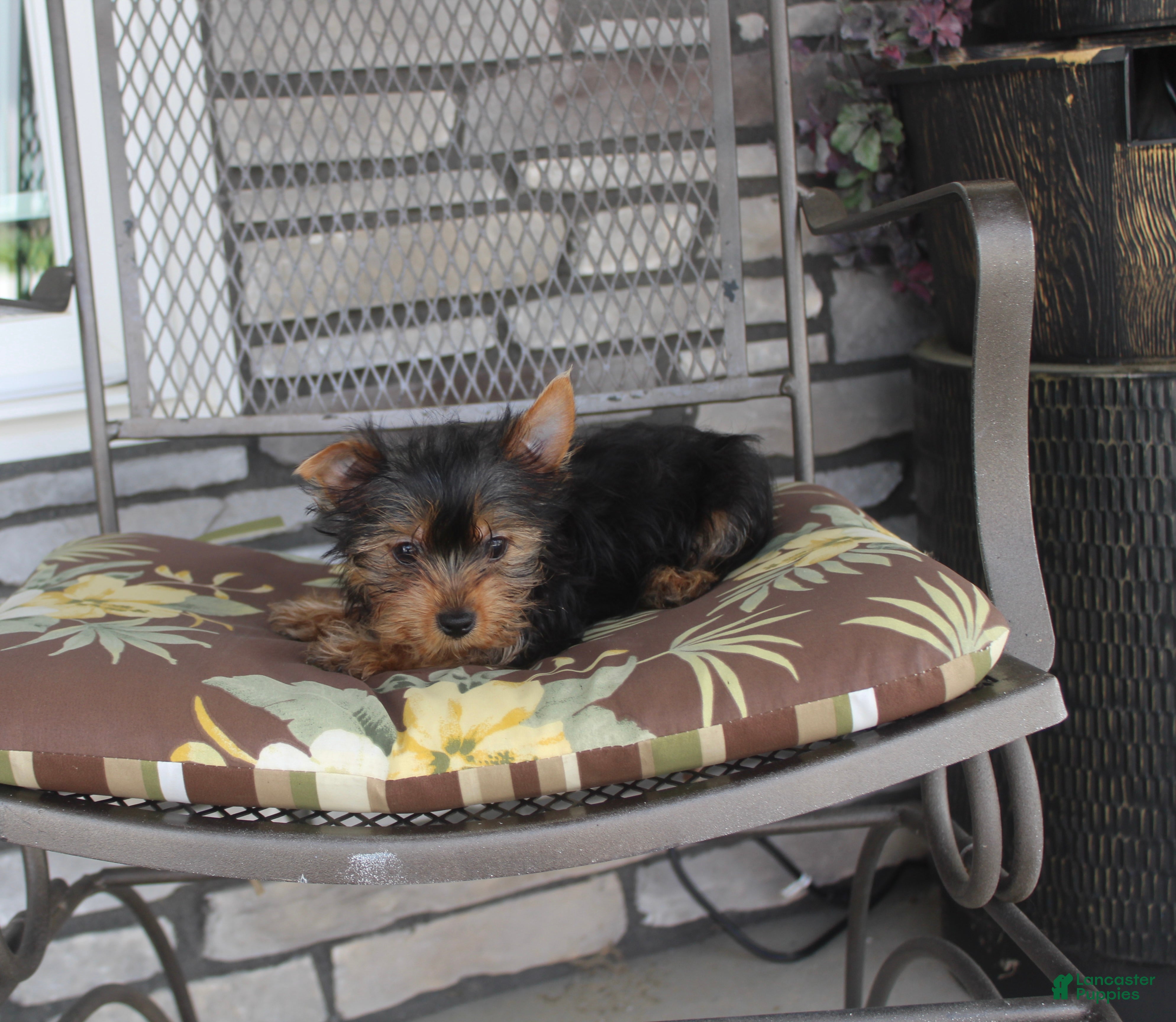 Yorkshire Terrier dogs Petunia - Ad 2