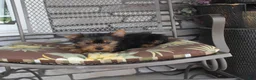 Yorkshire Terrier dogs for sale: Pluto - Ad 14