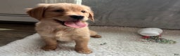 Golden Retriever dogs for sale: Kyla - Ad 6