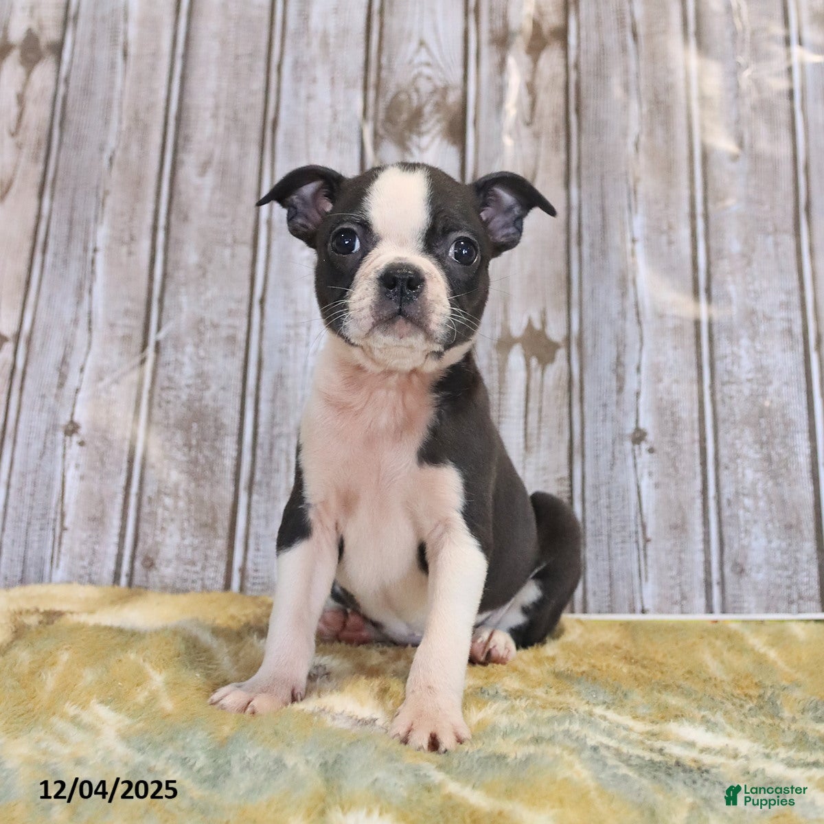 Boston Terrier dogs River - Ad 8