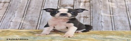 Boston Terrier dogs for sale: River - Ad 1