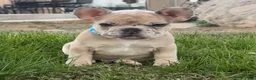 French Bulldog dogs for sale: Breeze - Ad 7