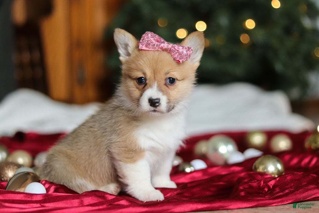 Welsh Corgi Pembroke dogs for sale: Twinkle - Ad 11