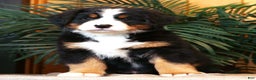 Bernese Mountain Dog dogs for sale: Jordan - Ad 1