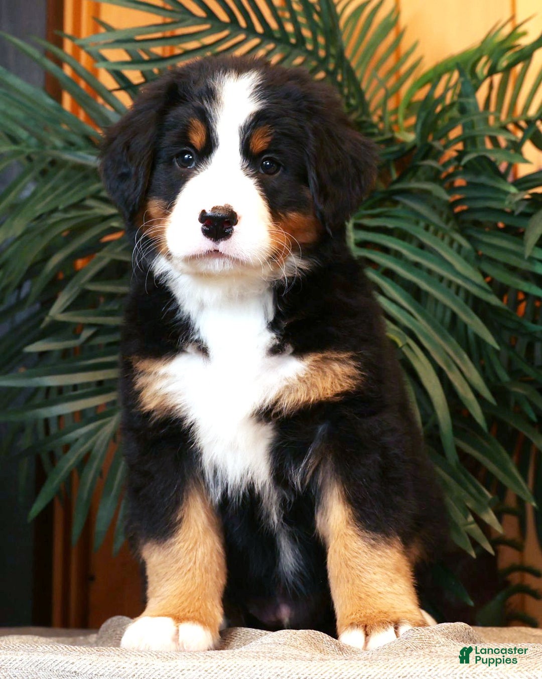 Bernese Mountain Dog dogs for sale: Jordan - Ad 1