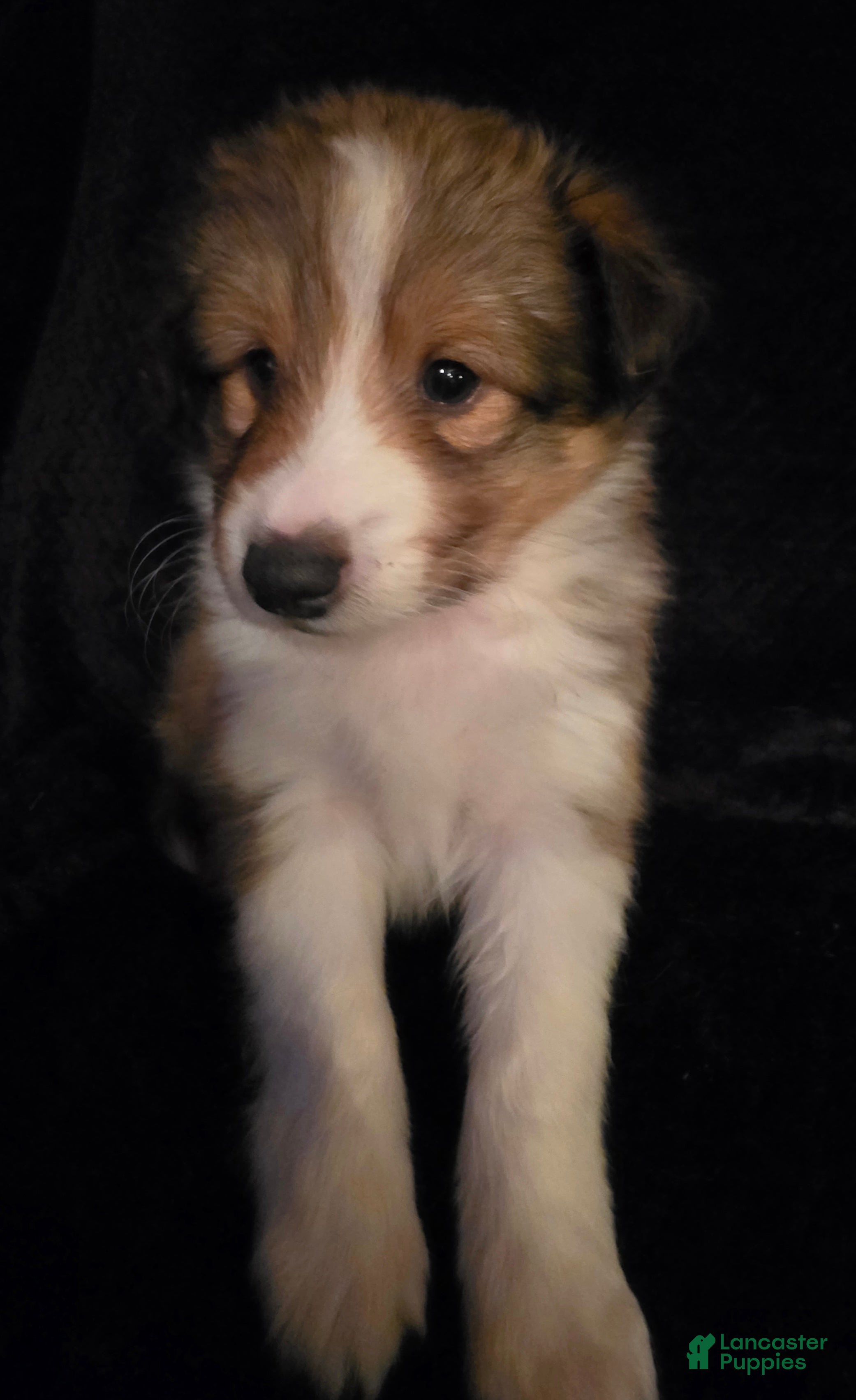 Shetland Sheepdog dogs Meridius - Ad 33