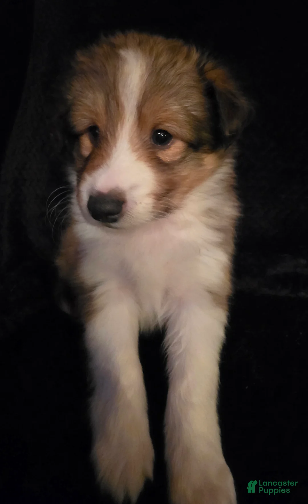 Shetland Sheepdog dogs for sale: Meridius - Ad 1