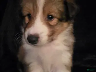 Shetland Sheepdog dogs Meridius - Ad 32