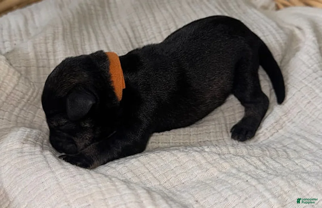 Miniature Schnauzer dogs for sale: Tucker - Ad 2