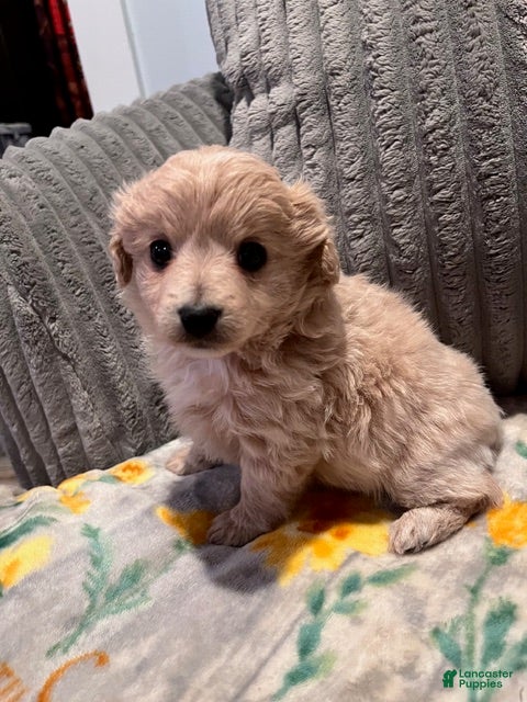 Pomapoo dogs Cindy Lou - Ad 21