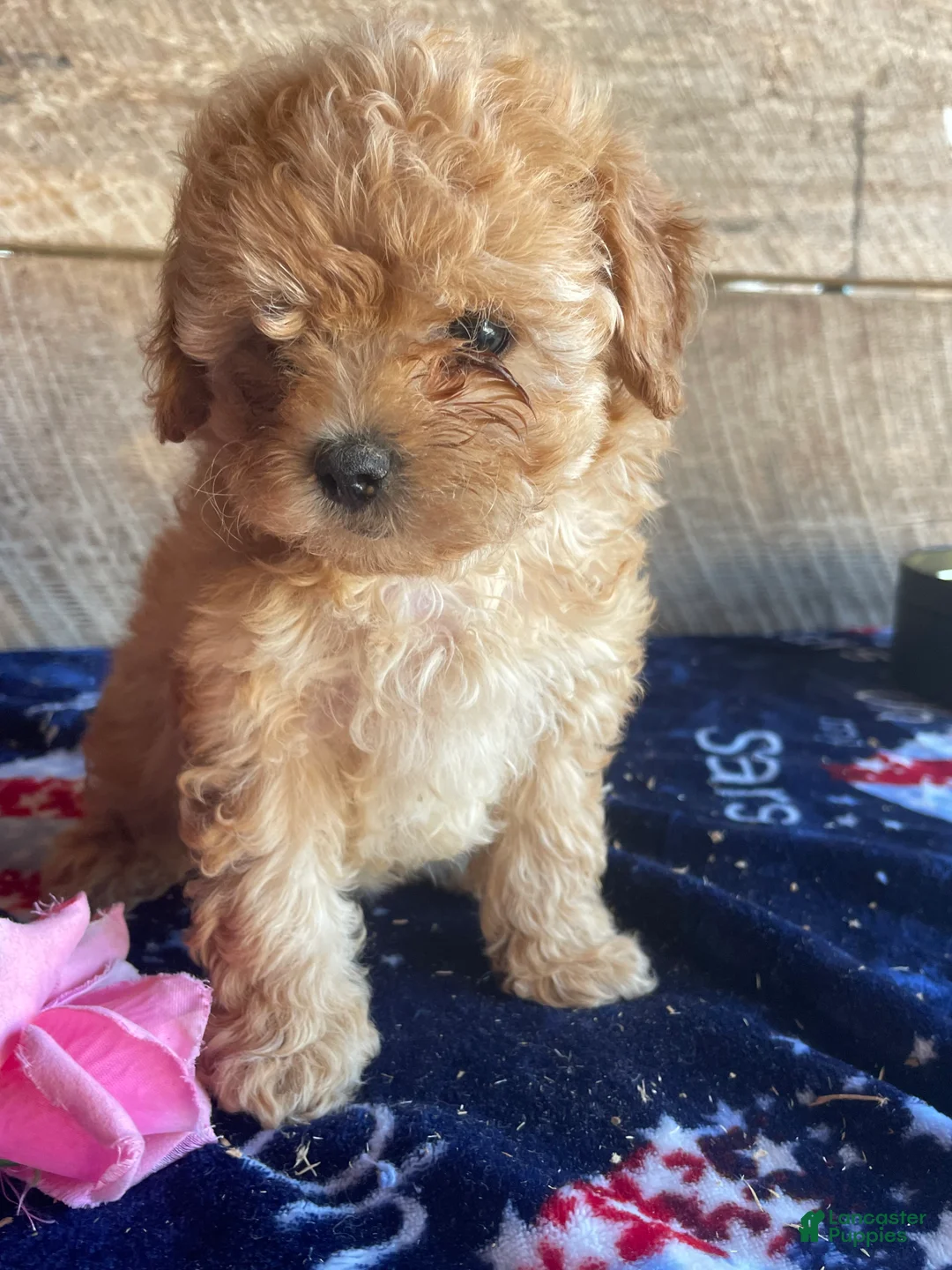 Cavapoochon dogs for sale: Jane - Ad 3