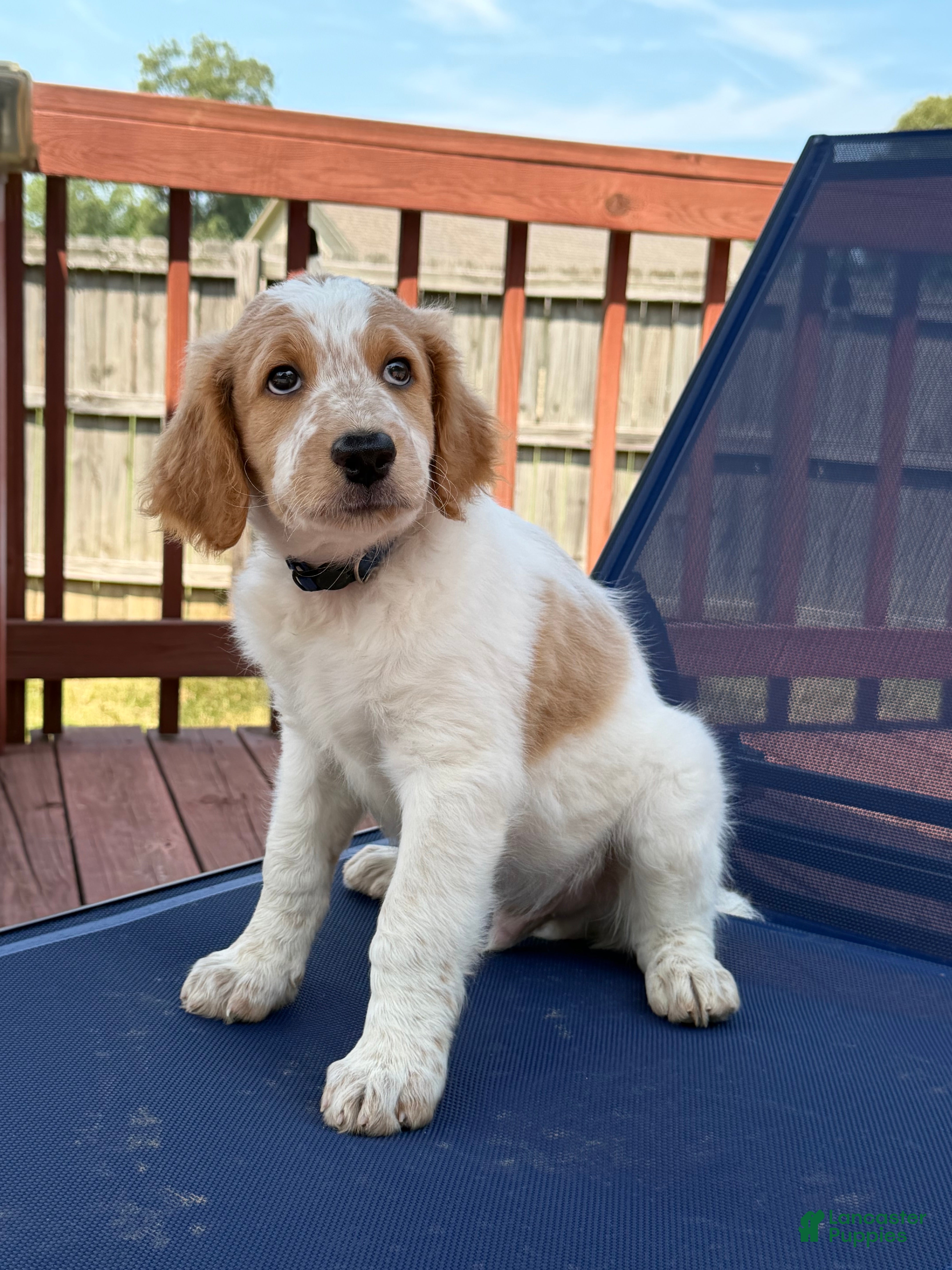 Aussiedoodle dogs Kobe - Ad 15