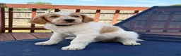 Aussiedoodle dogs for sale: Kobe - Ad 1