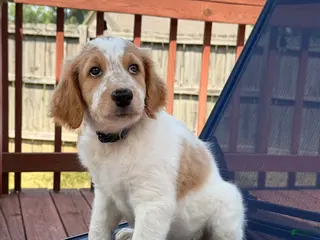 Aussiedoodle dogs Kobe - Ad 4