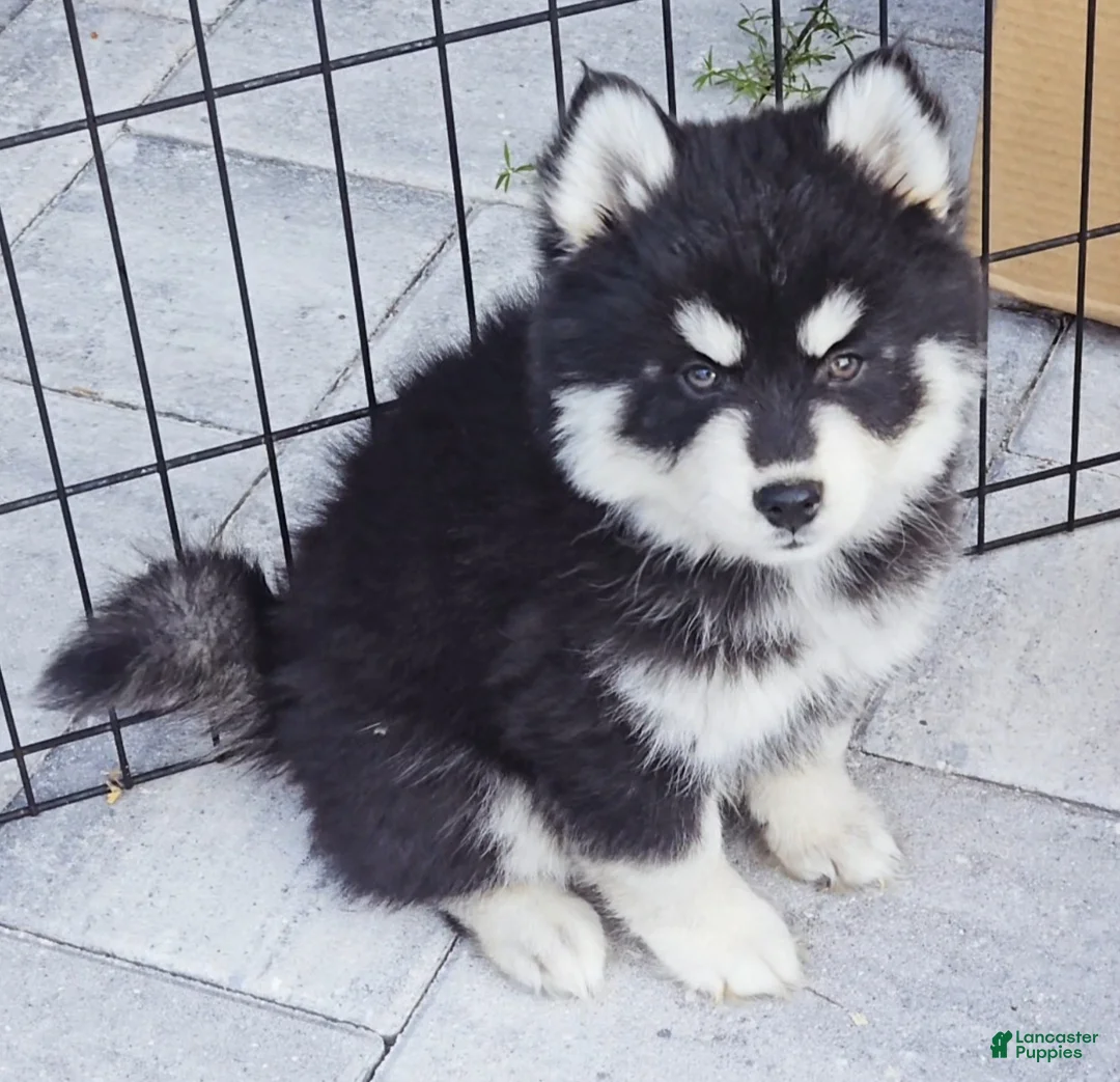 Pomsky dogs for sale: Bear - Ad 2