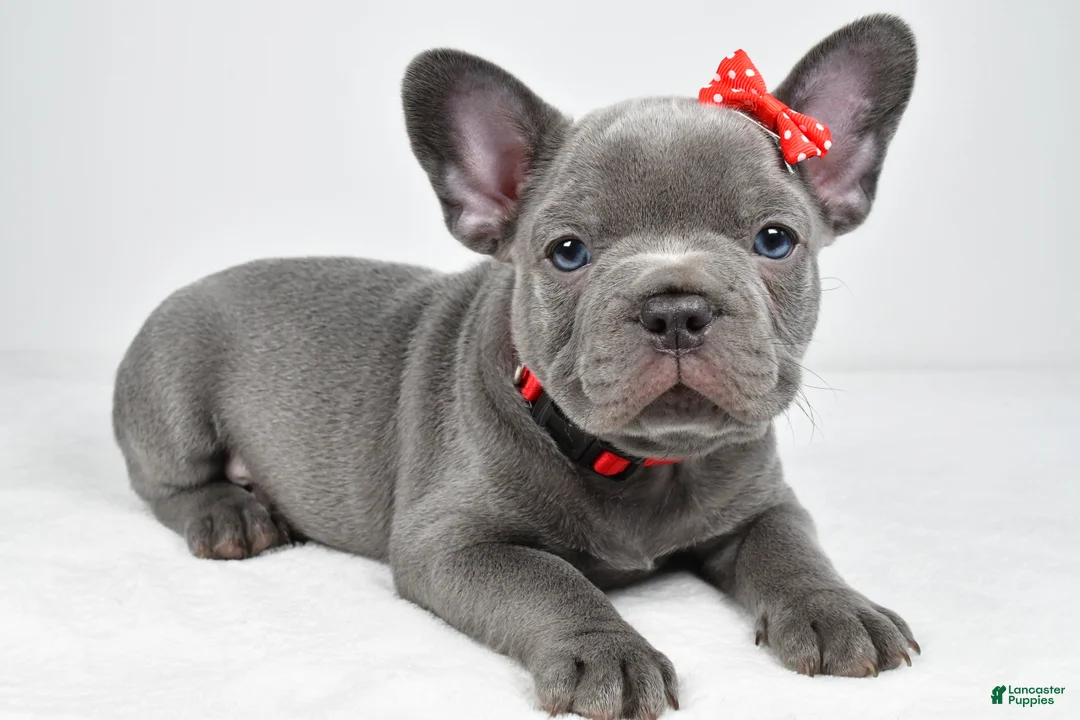 Mixed Breed dogs for sale: Hudson - Ad 1