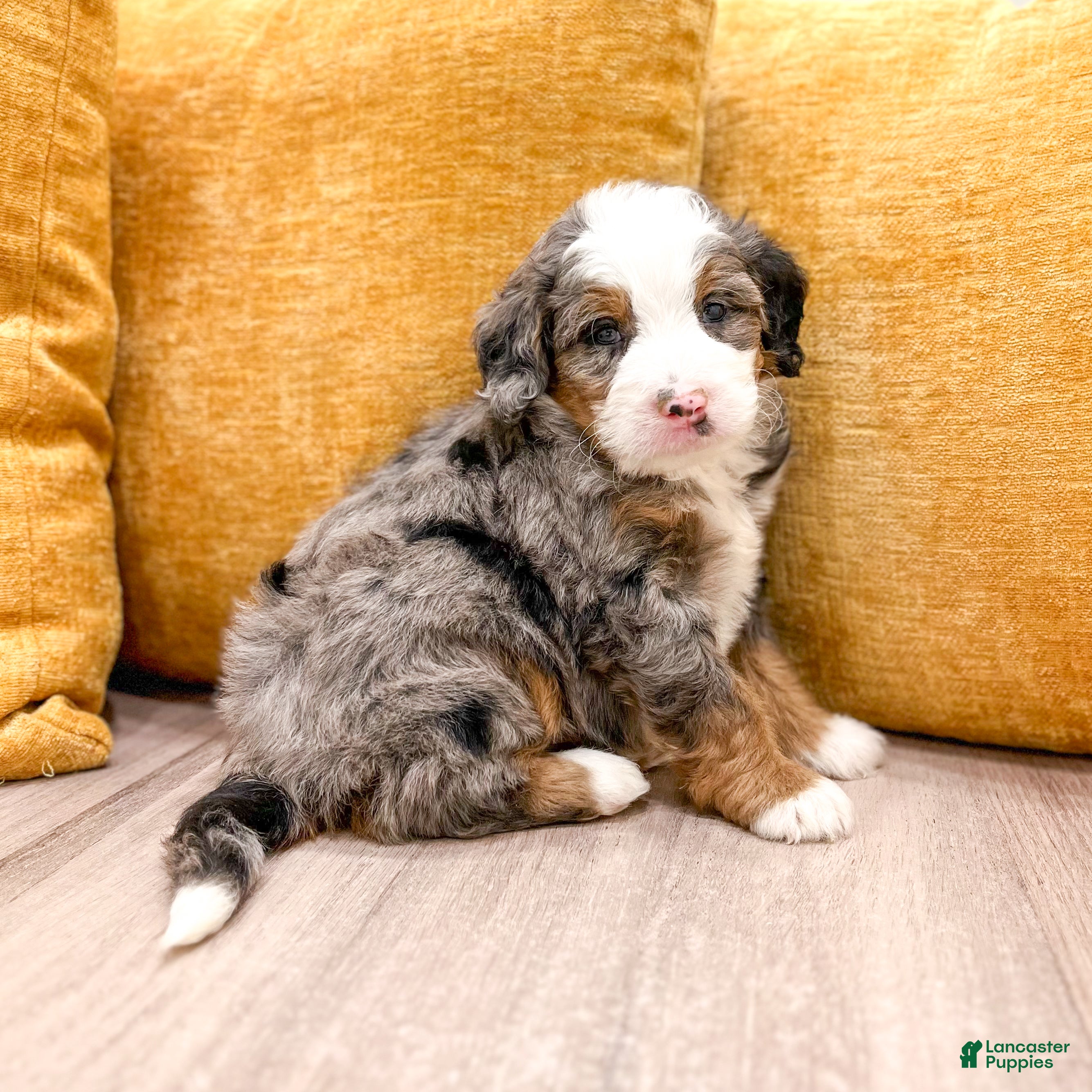 Mini Bernedoodle dogs for sale: Blaze - Ad 1
