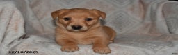 Mixed Breed dogs for sale: Ruby - Ad 3