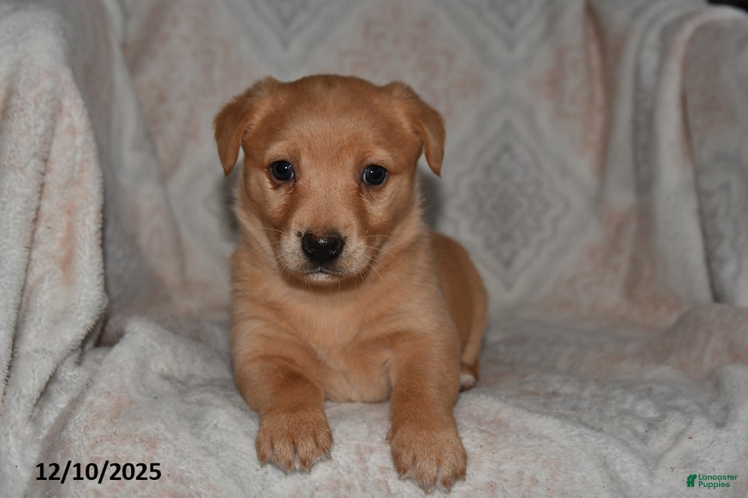 Mixed Breed dogs for sale: Ruby - Ad 3