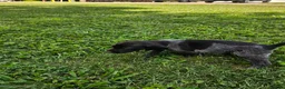 German Shorthaired Pointer dogs for sale: January - Ad 2