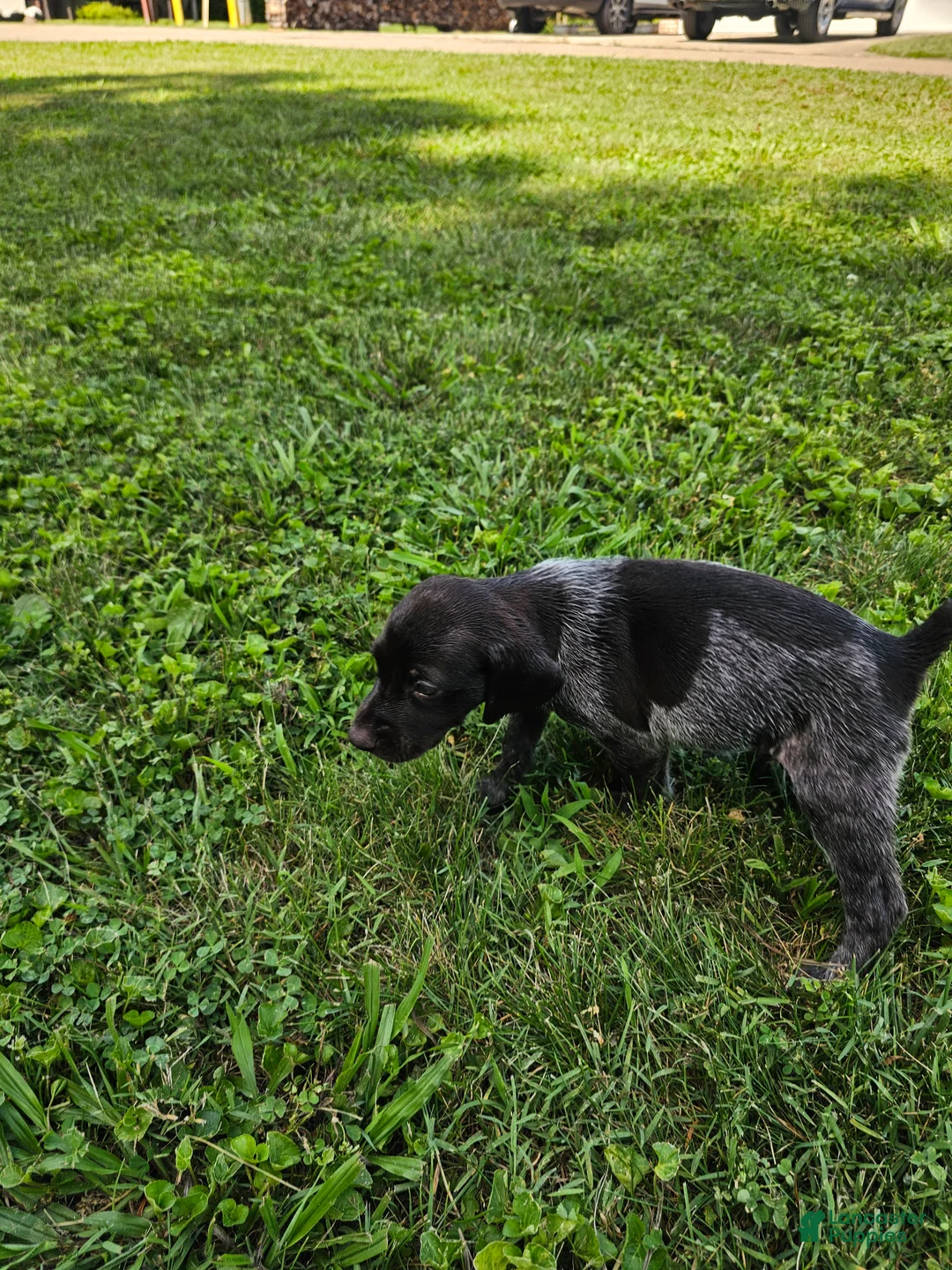German Shorthaired Pointer dogs for sale: January - Ad 2