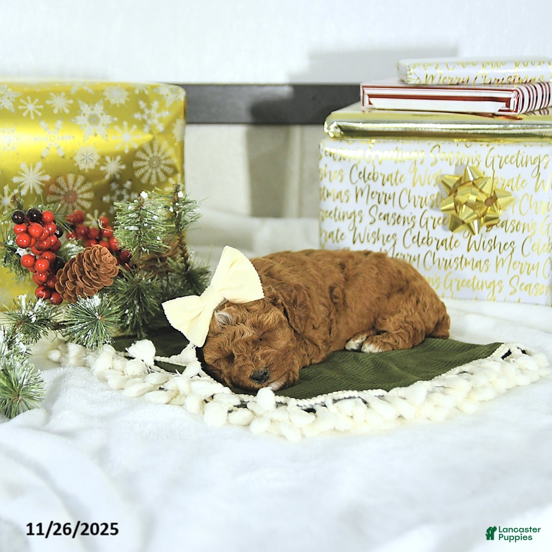 Toy Poodle dogs for sale: Ellie - Ad 6