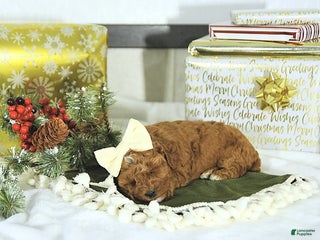 Toy Poodle dogs Ellie - Ad 40