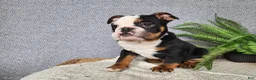 English Bulldog dogs for sale: Easton - Ad 9