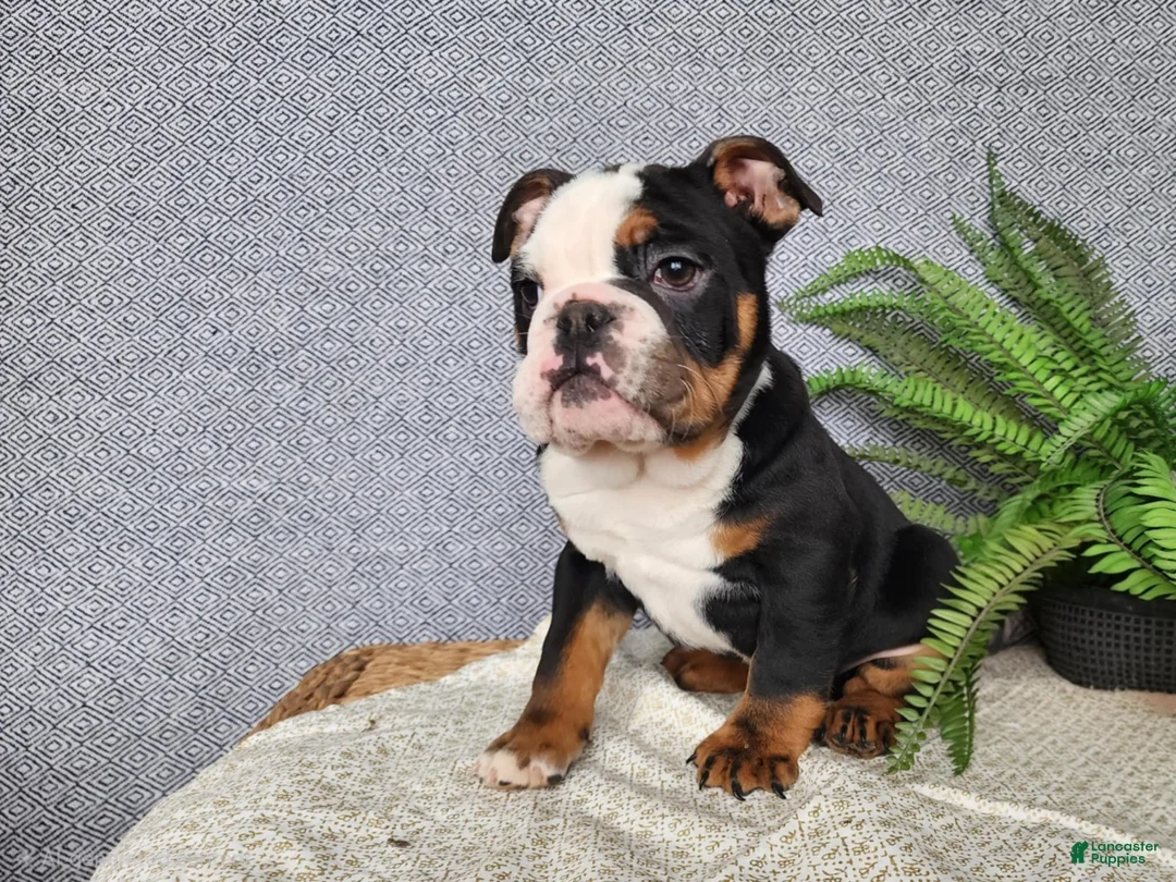 English Bulldog dogs for sale: Easton - Ad 9